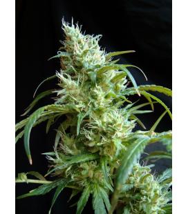 SWEET SEEDS - FLASH BACK 2 FEM