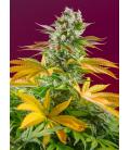 SWEET SEEDS - GORILLA GIRL - F1 FAST VERSION