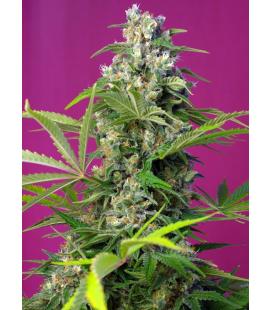 SWEET SEEDS - GORILLA GIRL FEM