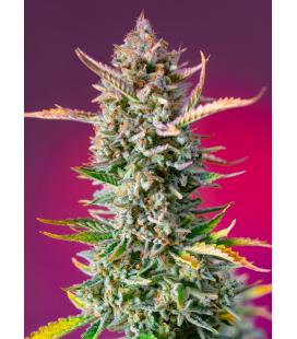 SWEET SEEDS - GORILLA GIRL FEM