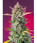 SWEET SEEDS - GORILLA GIRL FEM