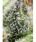 SWEET SEEDS - GREEN POISON FEM - F1 FAST VERSION