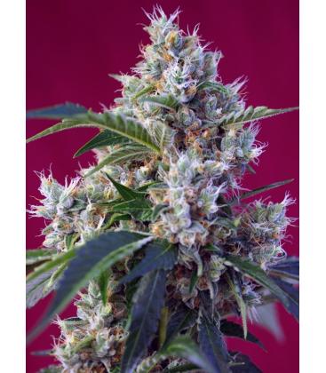 SWEET SEEDS - INDIGO BERRY KUSH FEM