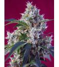 SWEET SEEDS - INDIGO BERRY KUSH FEM