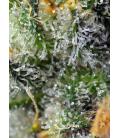 SWEET SEEDS - INDIGO BERRY KUSH FEM