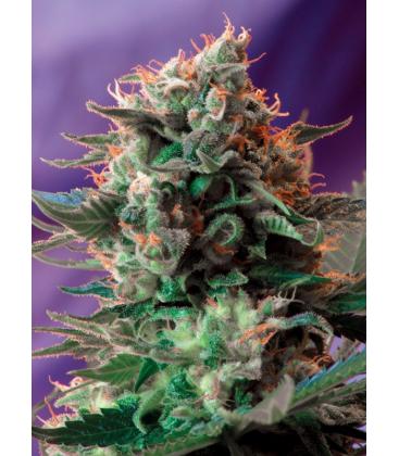 SWEET SEEDS - GREEN POISON FEM - F1 FAST VERSION