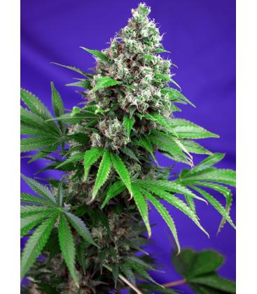 SWEET SEEDS - KILLER KUSH FEM - F1 FAST VERSION