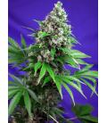 SWEET SEEDS - KILLER KUSH FEM - F1 FAST VERSION