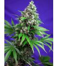 SWEET SEEDS - KILLER KUSH FEM - F1 FAST VERSION