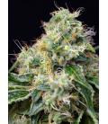 SWEET SEEDS - KILLER KUSH FEM - F1 FAST VERSION