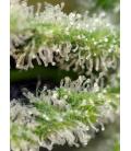 SWEET SEEDS - KILLER KUSH FEM - F1 FAST VERSION