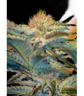 SWEET SEEDS - JACK 47 FEM