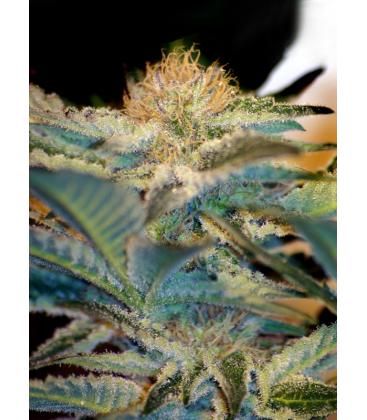 SWEET SEEDS - JACK 47 FEM