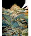 SWEET SEEDS - JACK 47 FEM