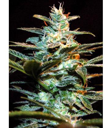 SWEET SEEDS - KILLER KUSH FEM - F1 FAST VERSION