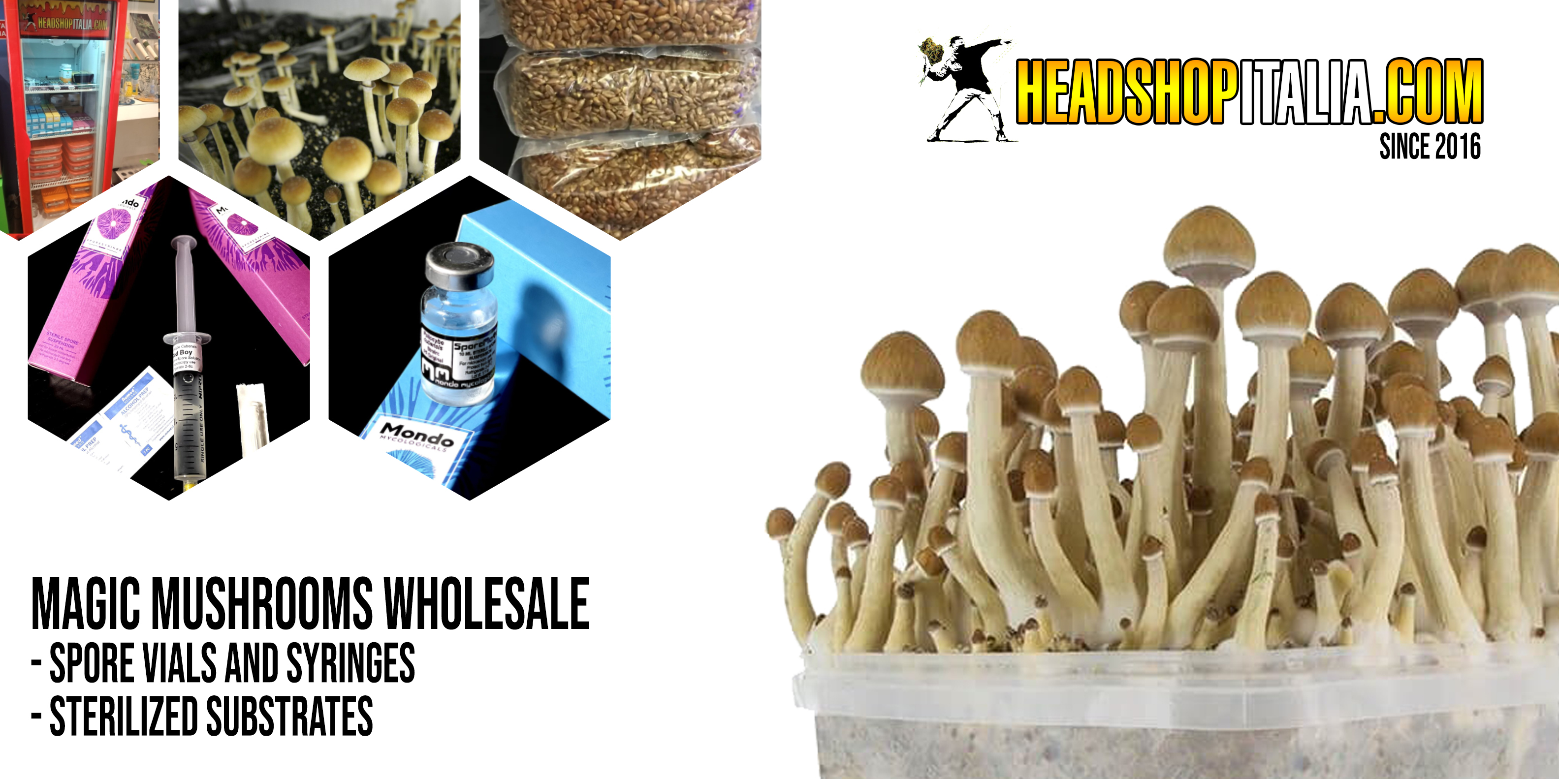 Magic mushrooms wholesale