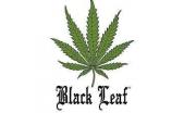 Black Leaf