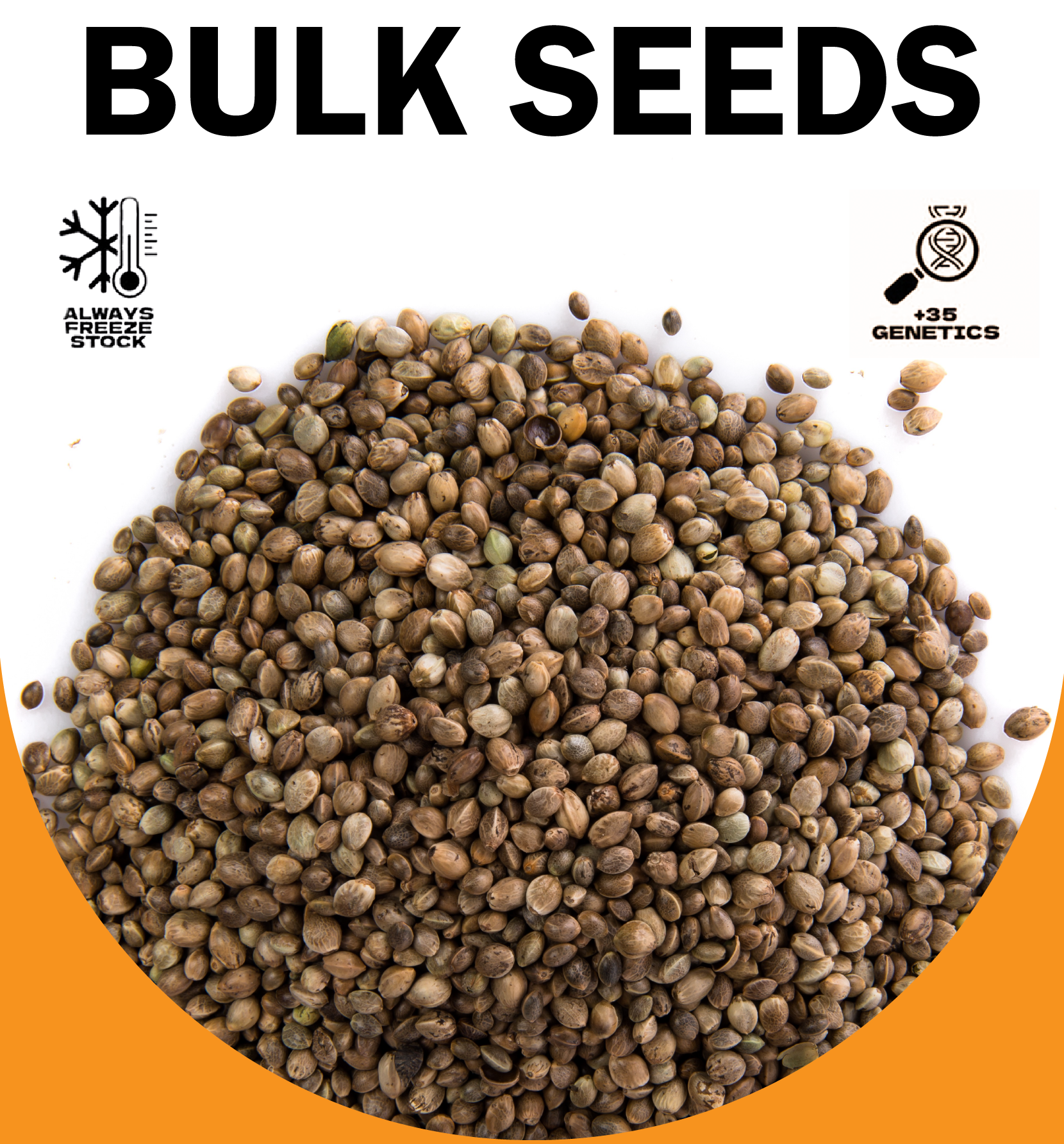 Cannabis Bulk seeds